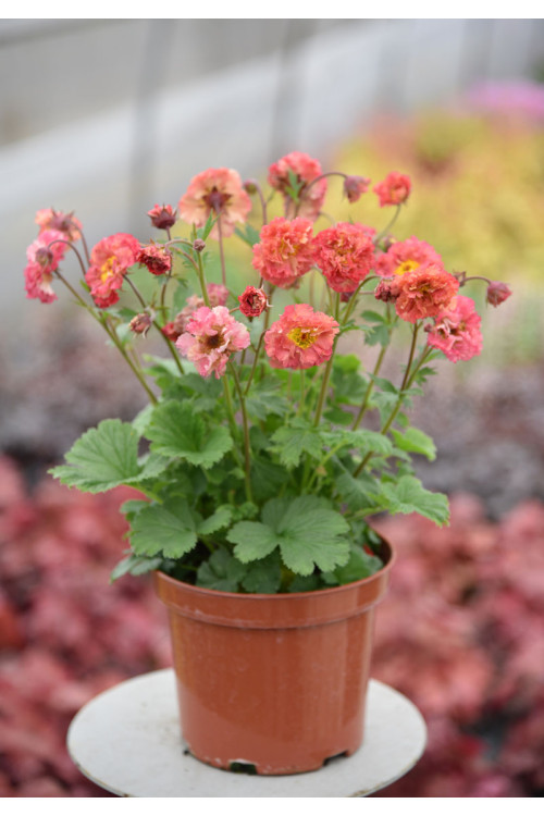 Kuklik 'Bohema Pink' | Geum