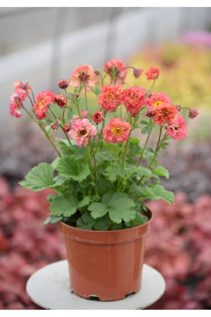 Kuklik 'Bohema Pink' | Geum