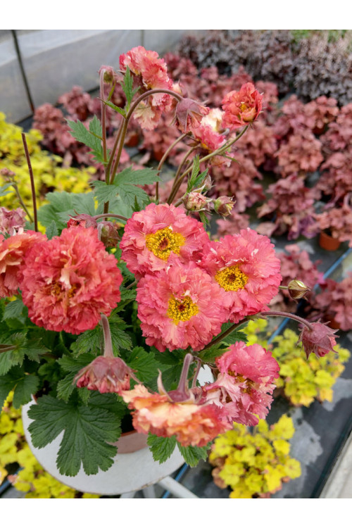 Kuklik 'Bohema Pink' | Geum