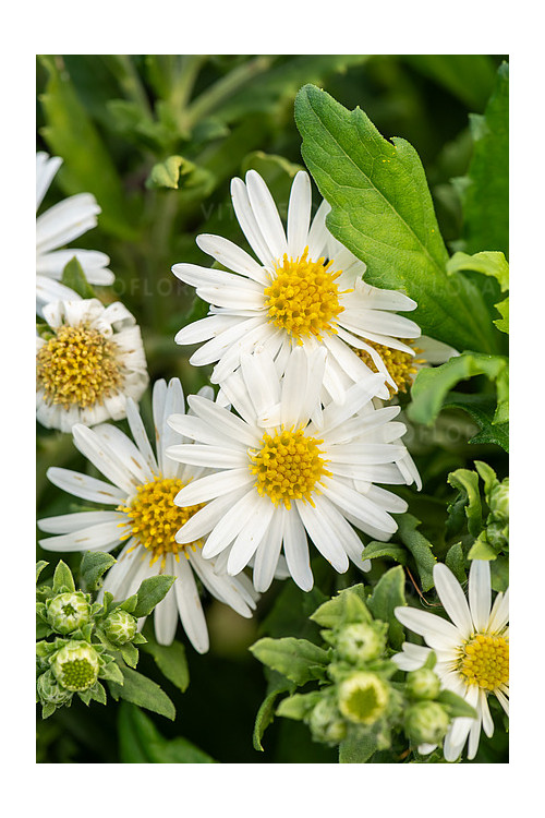 Aster żeniszkowaty 'Ashvi' | Aster ageratoides