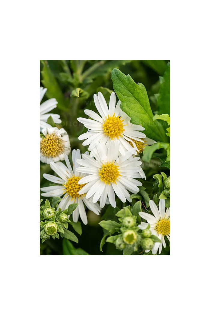 Aster żeniszkowaty 'Ashvi' | Aster ageratoides