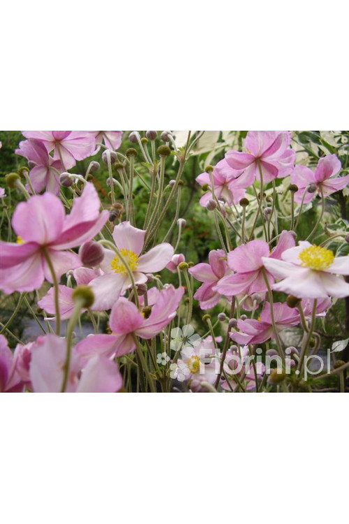 Zawilec japoński 'September Charm' | Anemone hupehensis