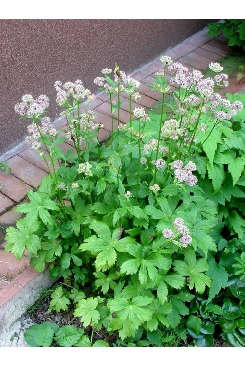 Jarzmianka większa | Astrantia major