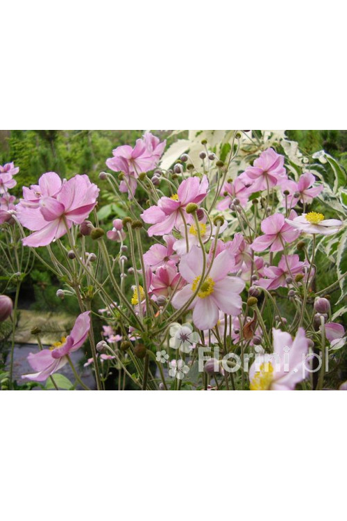 Zawilec japoński 'September Charm' | Anemone hupehensis