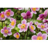 Zawilec japoński 'September Charm' | Anemone hupehensis