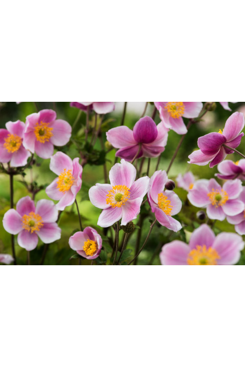 Zawilec japoński 'September Charm' | Anemone hupehensis