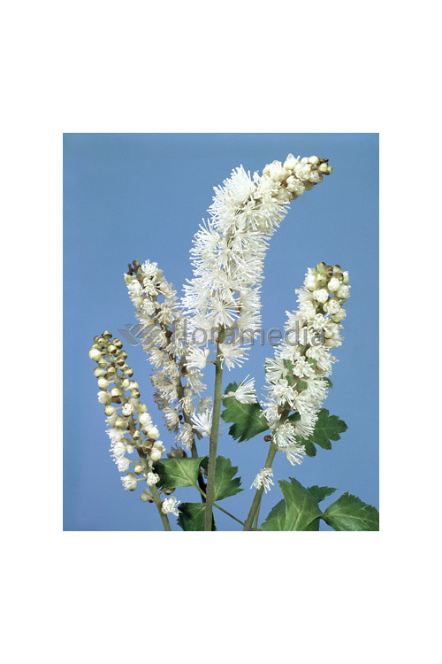 Świecznica prosta 'White Pearl' Cimicifuga simplex