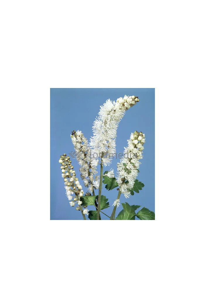 Świecznica prosta 'White Pearl' Cimicifuga simplex