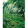 Świecznica prosta 'White Pearl' Cimicifuga simplex