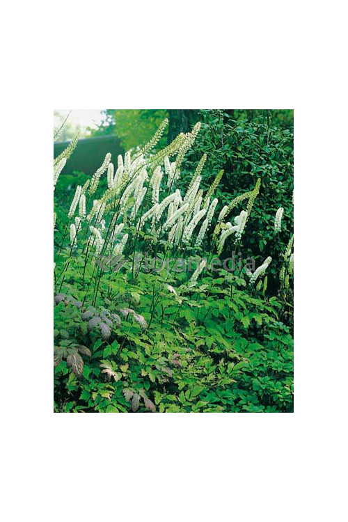 Świecznica prosta 'White Pearl' Cimicifuga simplex