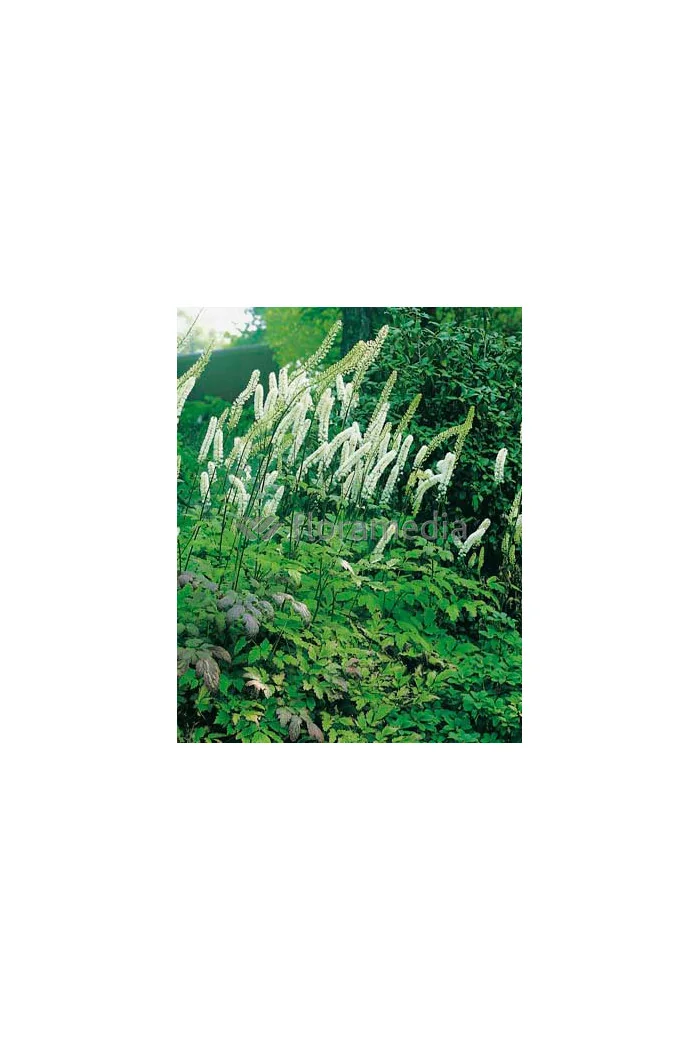 Świecznica prosta 'White Pearl' Cimicifuga simplex