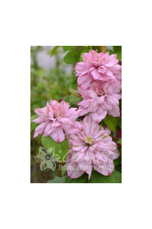 Powojnik 'Innocent Glance' | Clematis