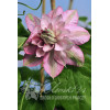 Powojnik 'Innocent Glance' | Clematis