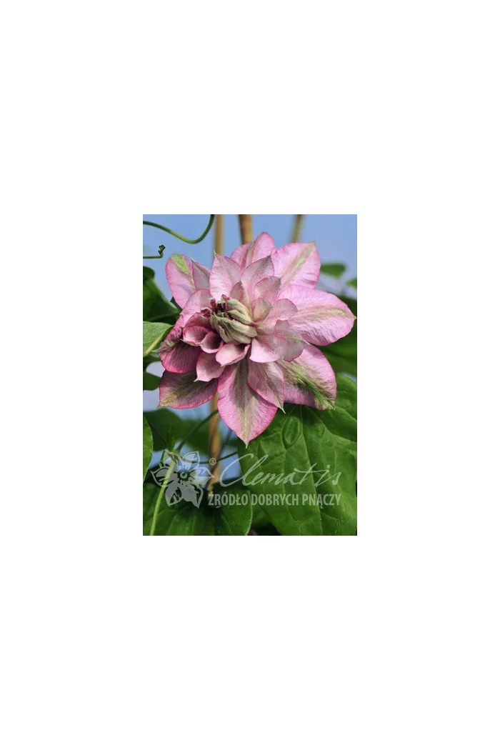 Powojnik 'Innocent Glance' | Clematis