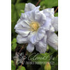 Powojnik 'Mazury' Clematis