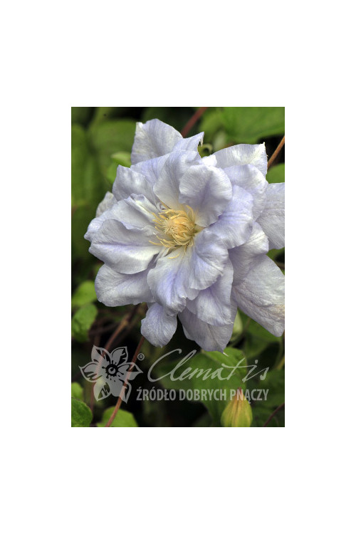 Powojnik 'Mazury' Clematis