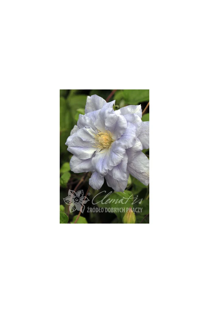 Powojnik 'Mazury' Clematis