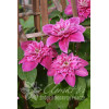 Powojnik 'My Darling' | Clematis