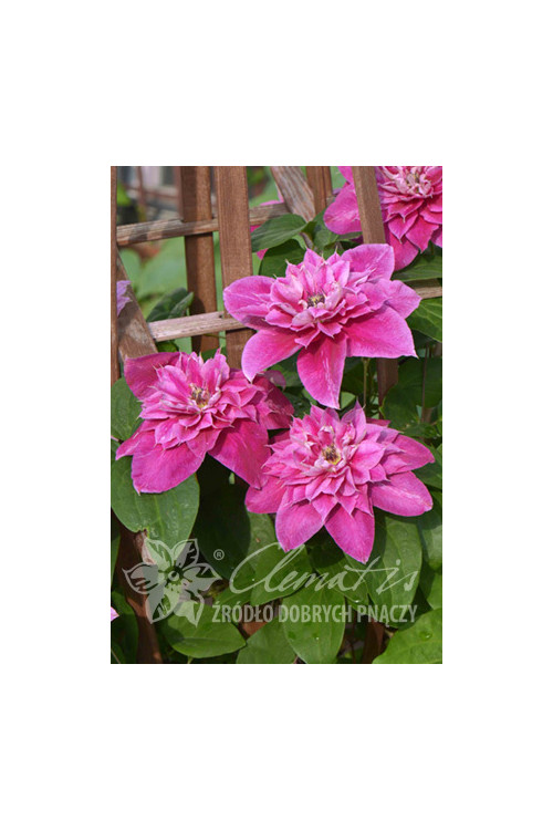 Powojnik 'My Darling' | Clematis