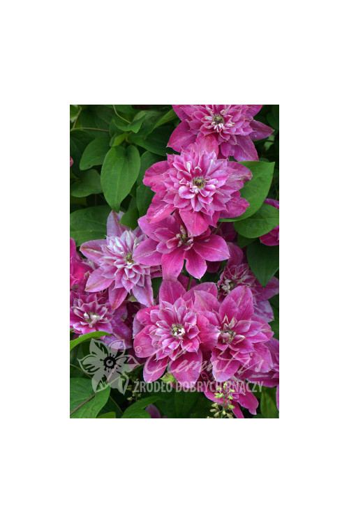 Powojnik 'My Darling' | Clematis