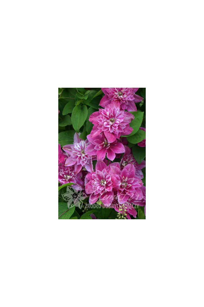 Powojnik 'My Darling' | Clematis