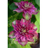 Powojnik 'My Darling' | Clematis