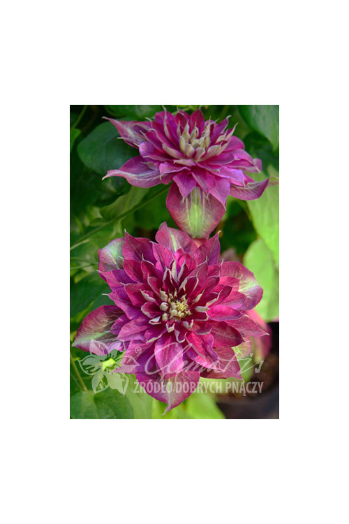 Powojnik 'My Darling' | Clematis