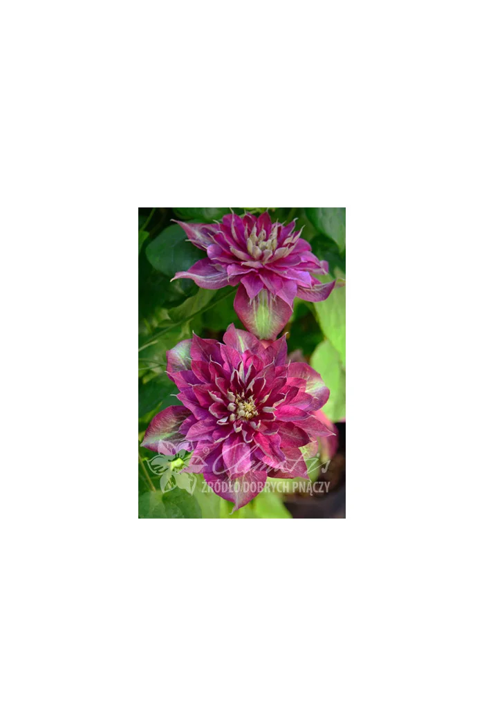 Powojnik 'My Darling' | Clematis