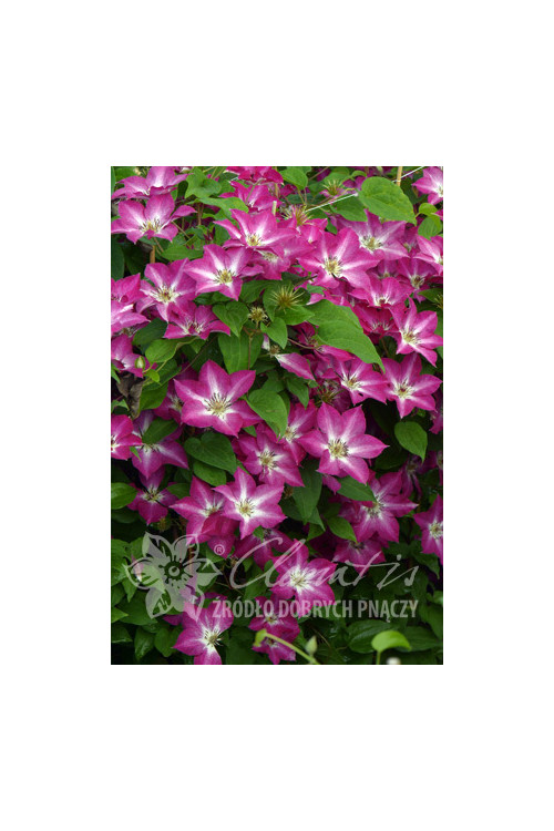 Powojnik 'Viva Polonia' | Clematis