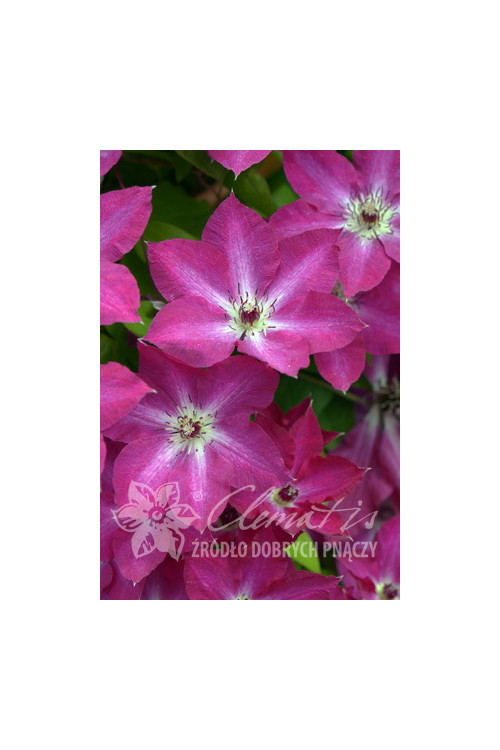 Powojnik 'Viva Polonia' | Clematis