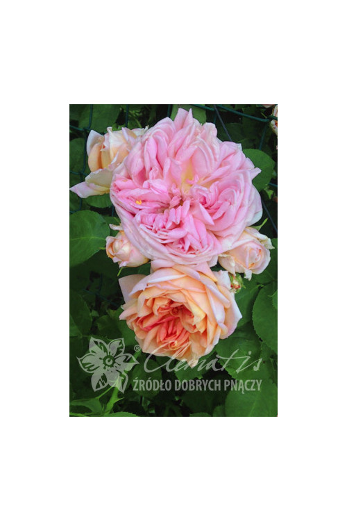 Róża pnąca 'Alchymist' (odmiana pachnąca) Rosa