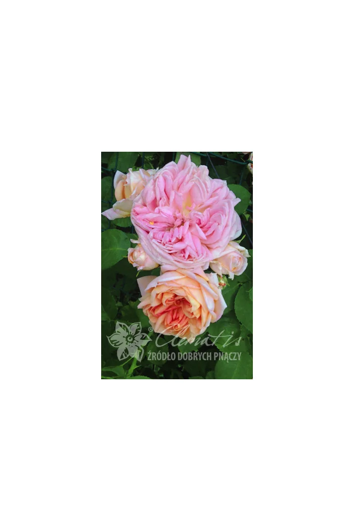 Róża pnąca 'Alchymist' (odmiana pachnąca) Rosa