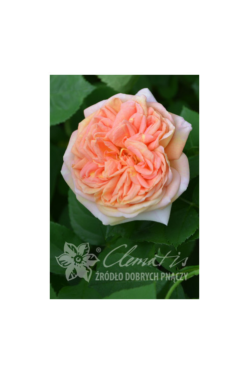 Róża pnąca 'Alchymist' (odmiana pachnąca) Rosa