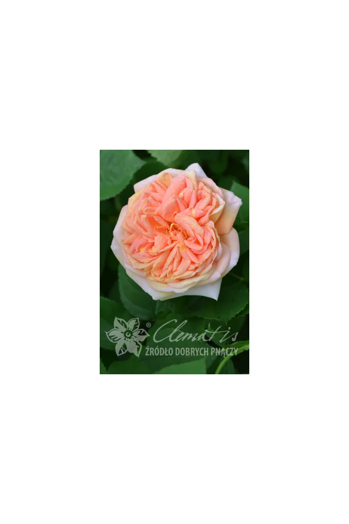 Róża pnąca 'Alchymist' (odmiana pachnąca) Rosa