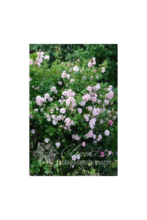 Róża pnąca 'New Dawn' | Rosa