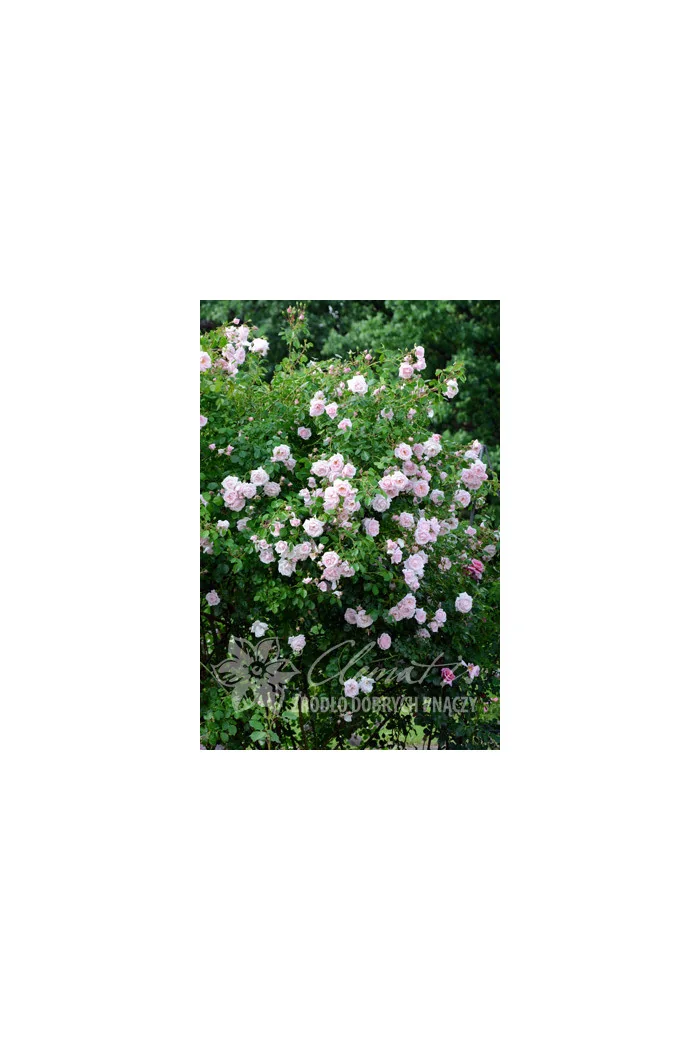 Róża pnąca 'New Dawn' | Rosa