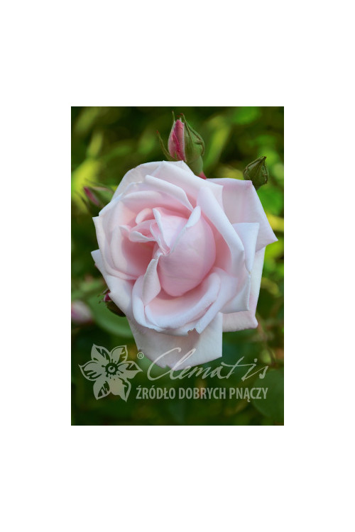 Róża pnąca 'New Dawn' | Rosa