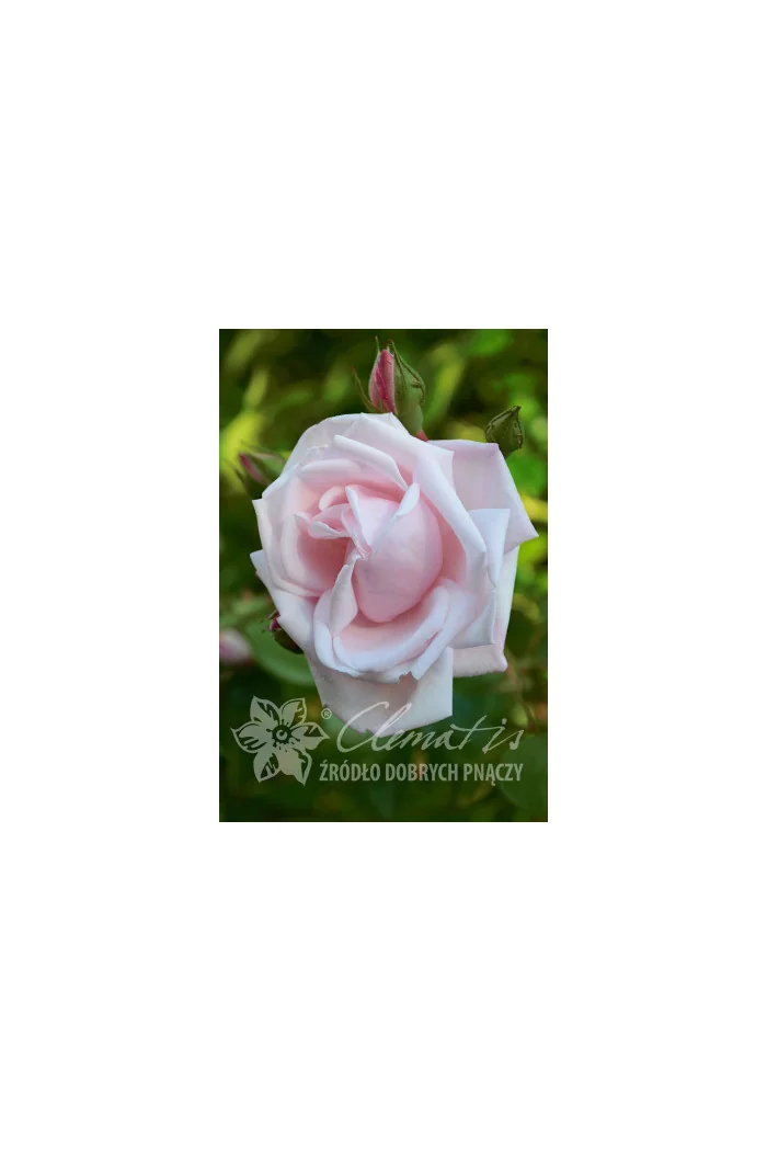 Róża pnąca 'New Dawn' | Rosa