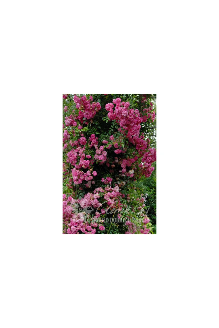 Róża pnąca 'Heldoro' (odmiana pachnąca) Rosa