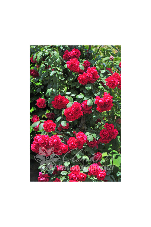 Róża pnąca 'Paul's Scarlet Climber' (odmiana pachnąca) Rosa