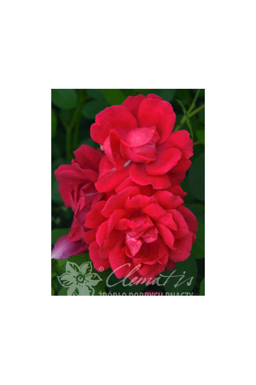 Róża pnąca 'Paul's Scarlet Climber' (odmiana pachnąca) Rosa