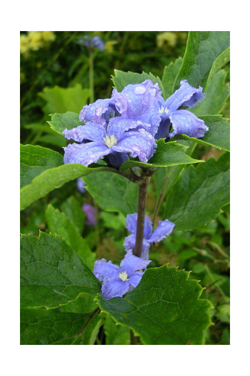 Powojnik barszczolistny Clematis heracleifolia
