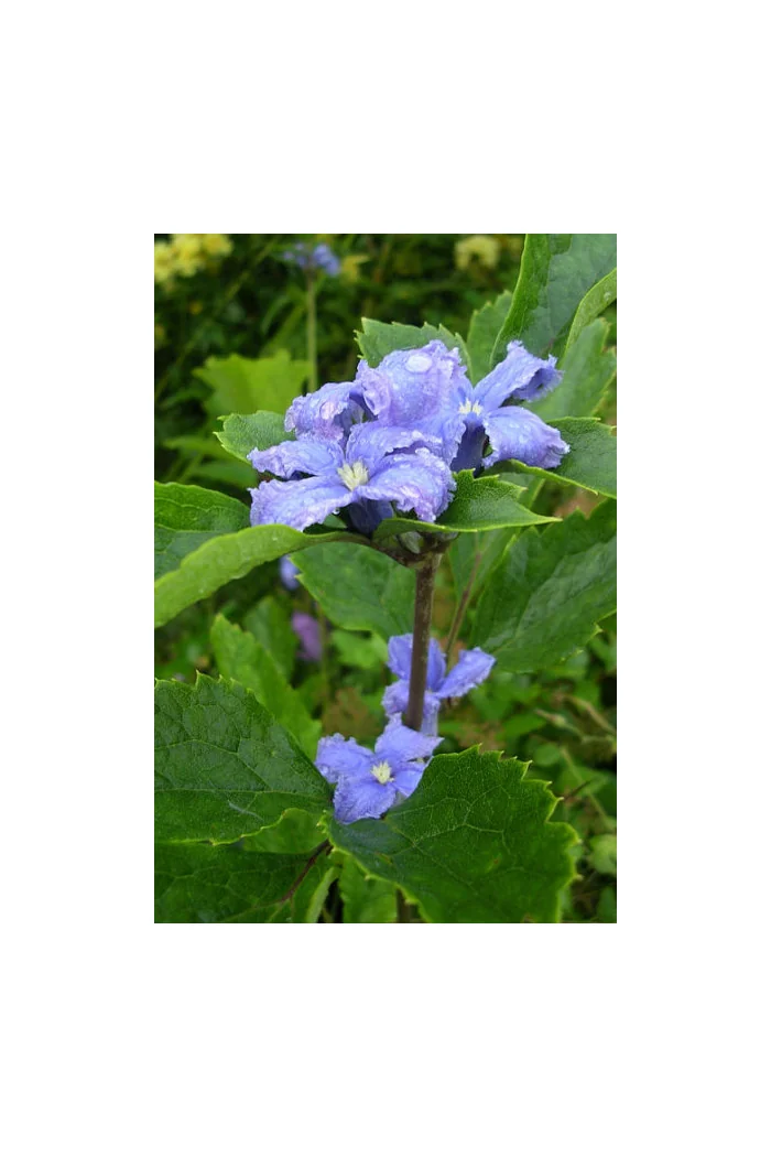 Powojnik barszczolistny Clematis heracleifolia