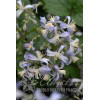 Powojnik 'Praecox' Clematis