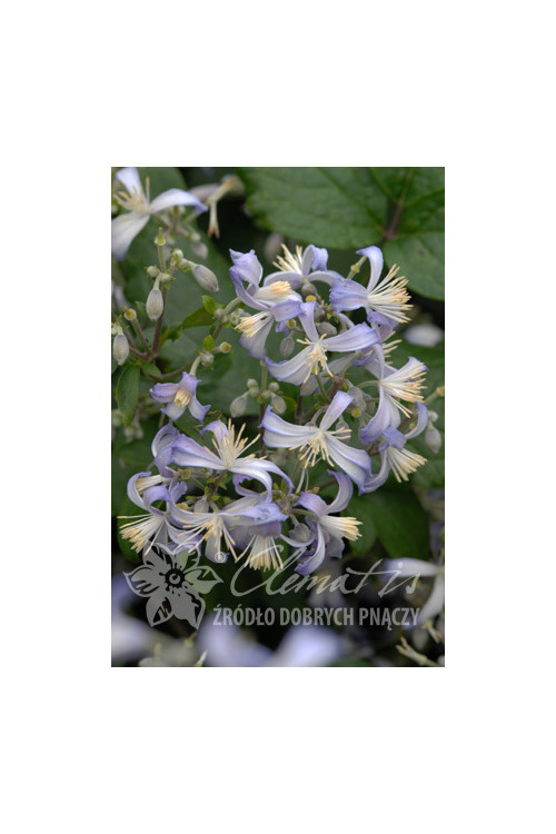 Powojnik 'Praecox' Clematis