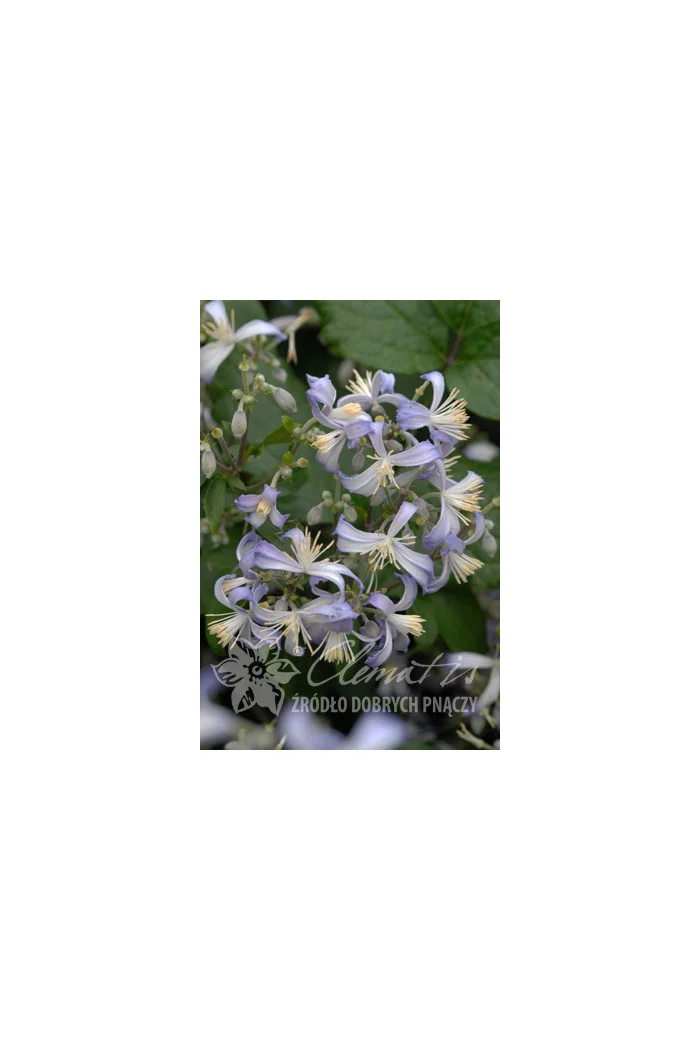 Powojnik 'Praecox' Clematis
