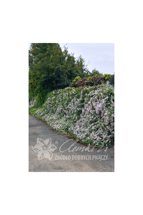 Powojnik 'Praecox' Clematis