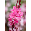 Gaura 'Graceful Pink' | Gaura