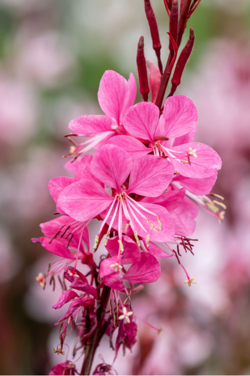 Gaura 'Graceful Pink' | Gaura