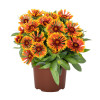Gailardia 'Spintop Cooper Sun' | Gaillardia